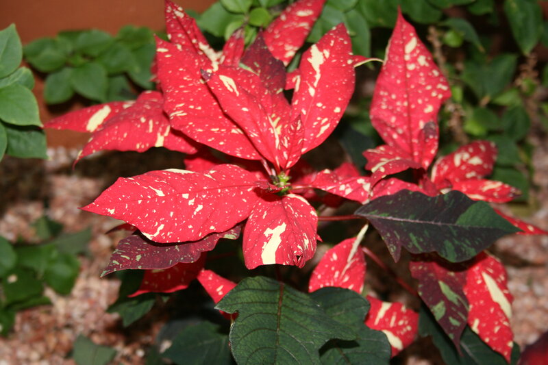 Red and White Poinsettia