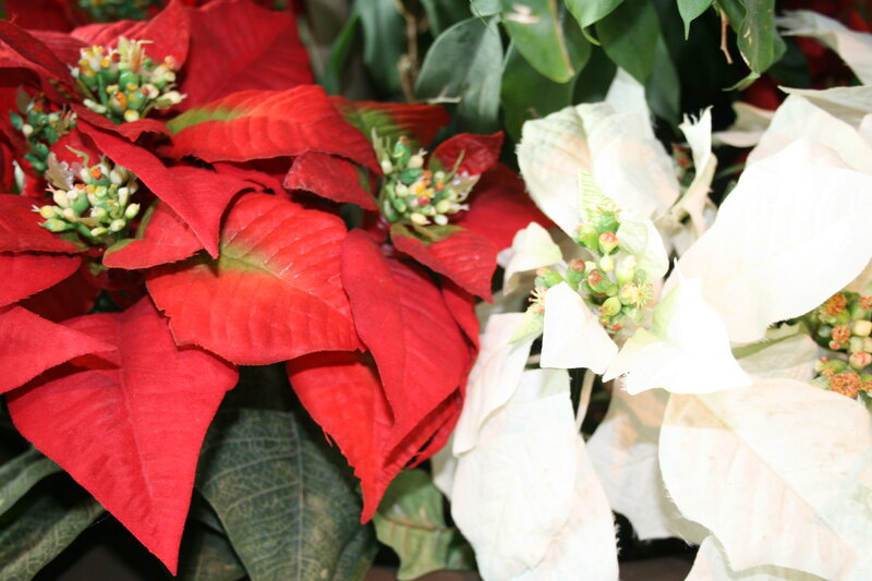 Red and White Poinsettias — Festive, Photograph