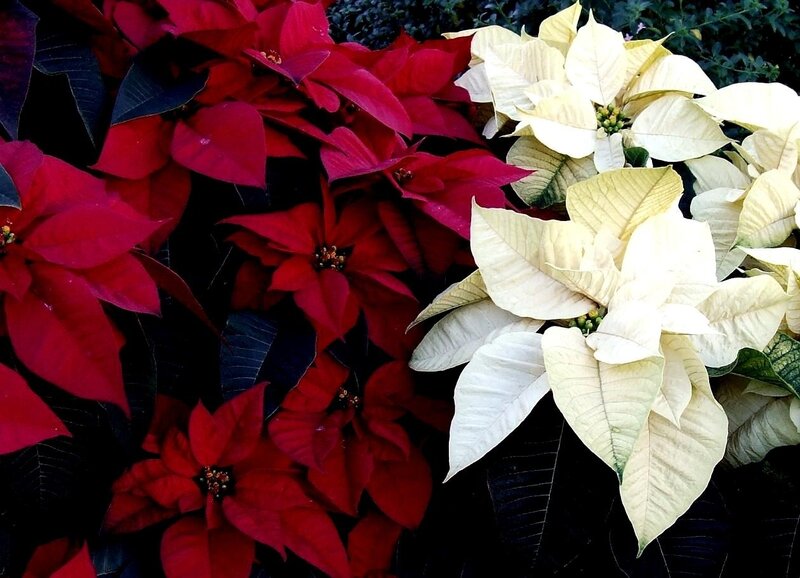 Red and White Poinsettias — Festive