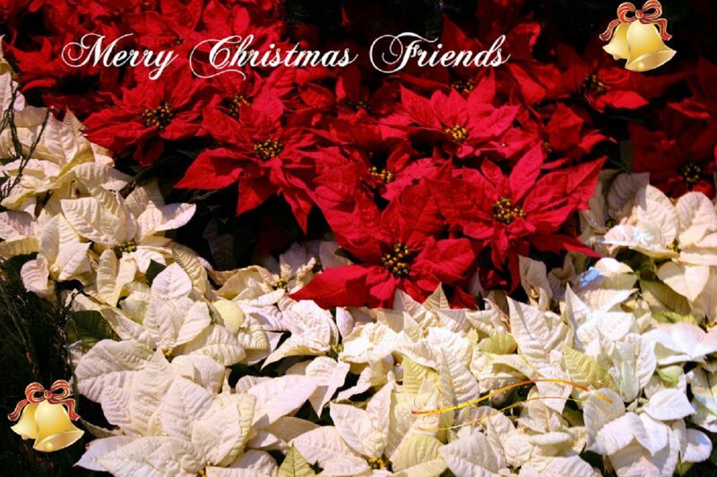 Red and White Poinsettias — Festive, Winter