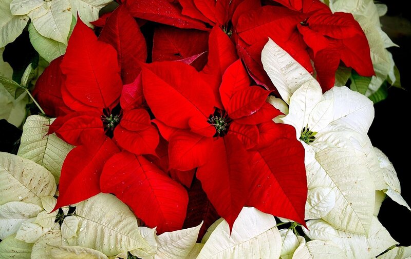 Red and white poinsettias