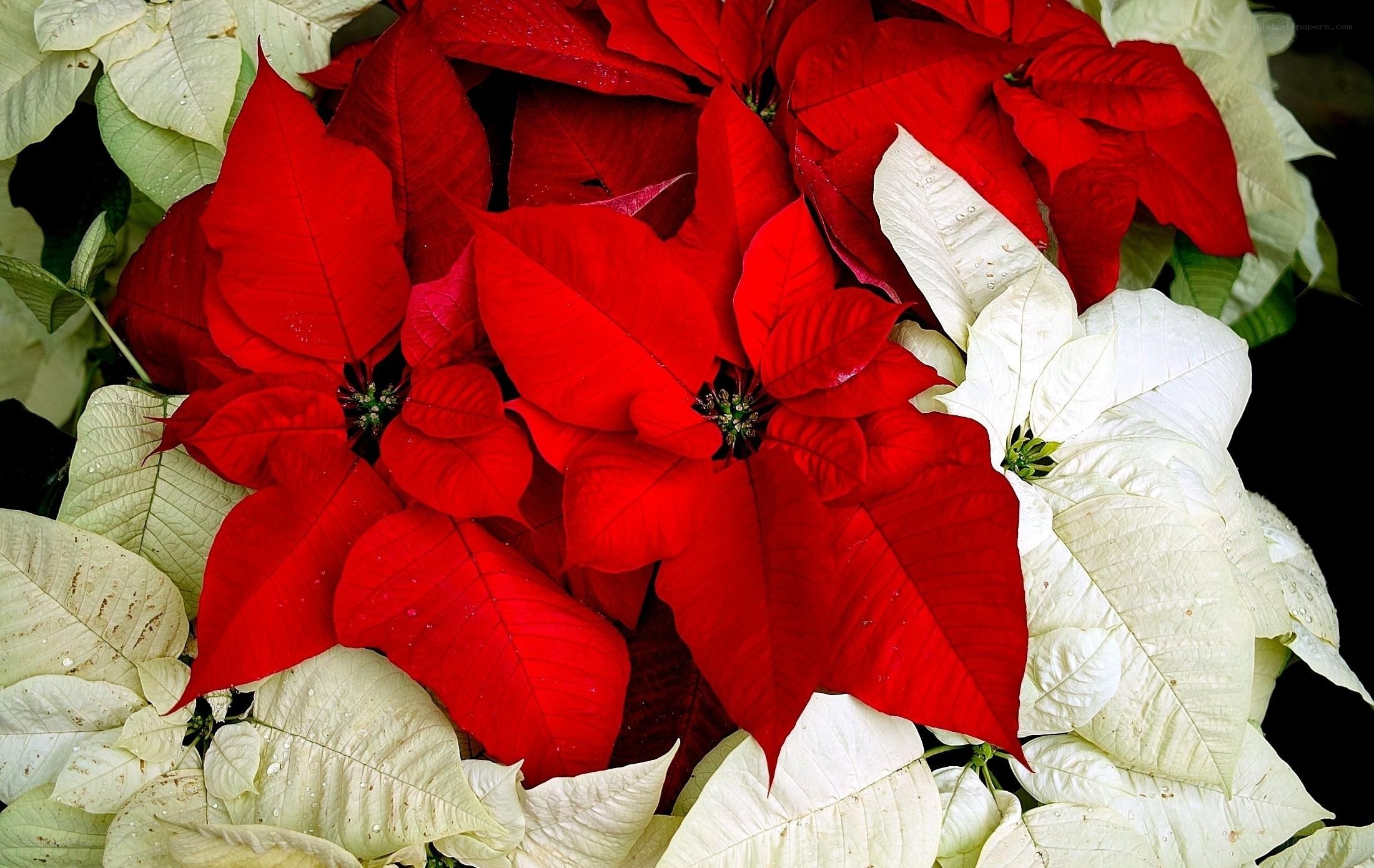 Red and white poinsettias