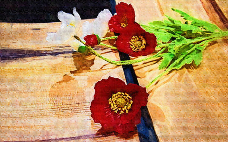 Red and White Poppies — Calm