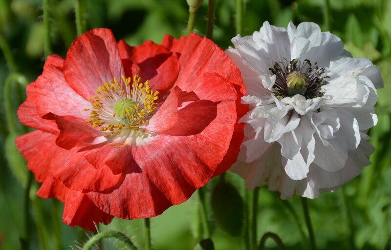 Red and White Poppies — Serene, Afternoon