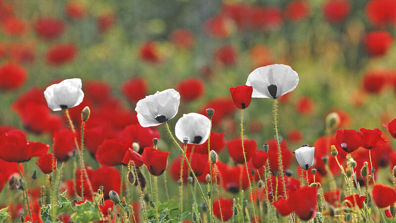 Red and White Poppies — Serene, Spring