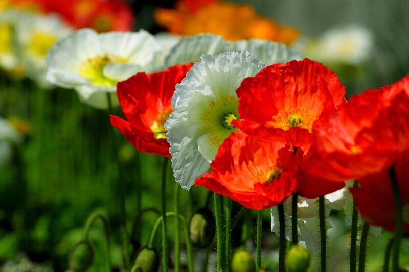 Red and White Poppies — Serene