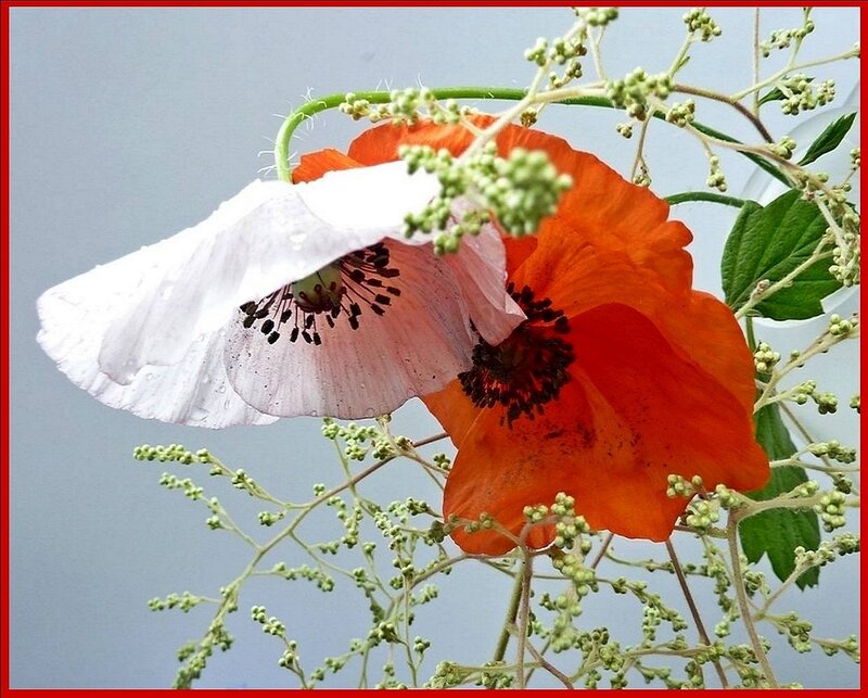 Red and White Poppies