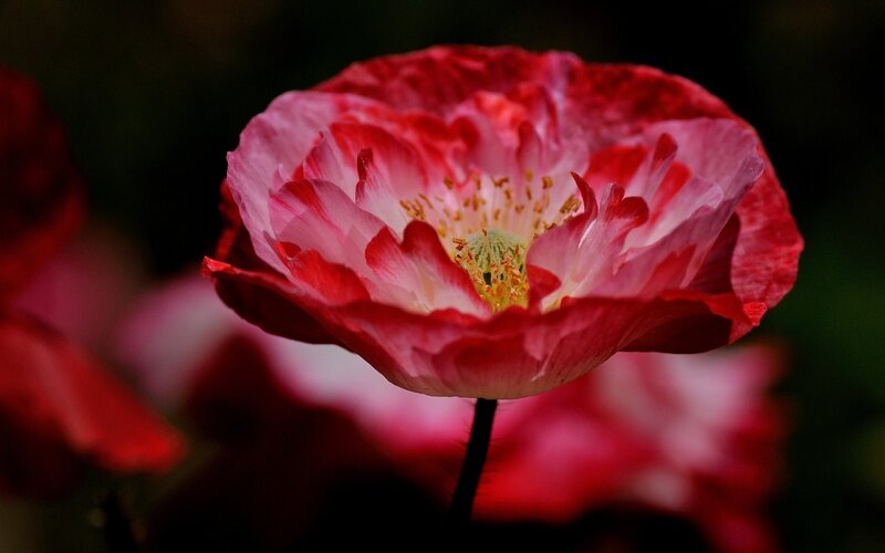 Red and White Poppy Flower — Dramatic