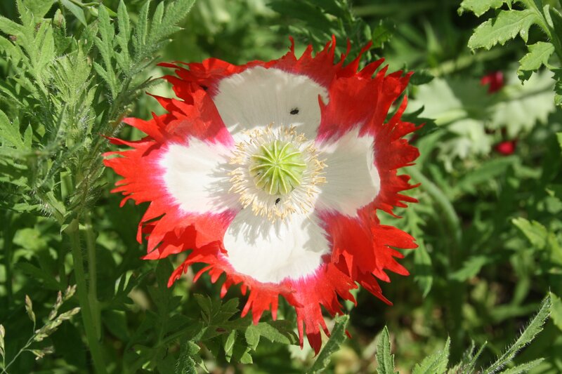 Red and White Poppy Flower — Natural