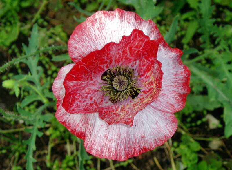 red and white poppy flower
