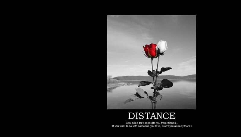 Red and White Rose — Black