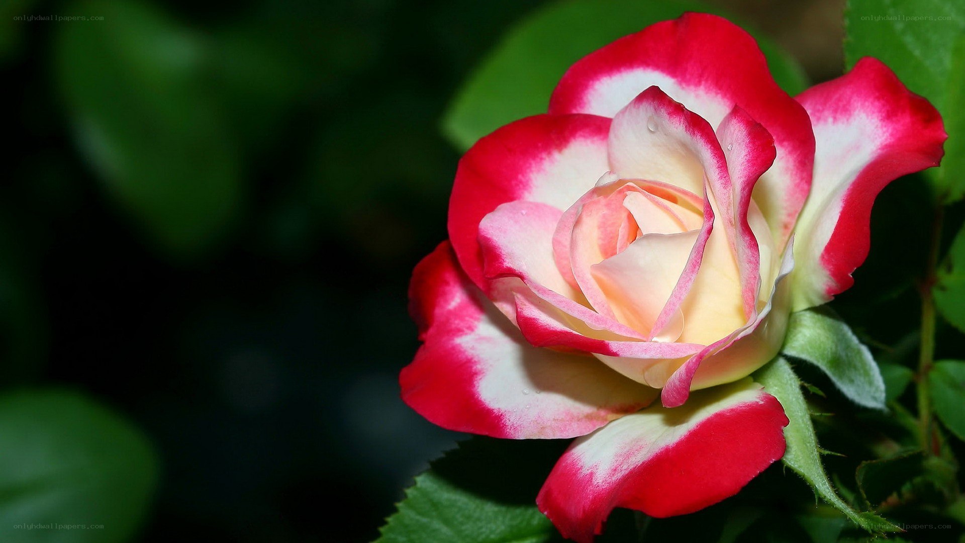 red and white rose bloom