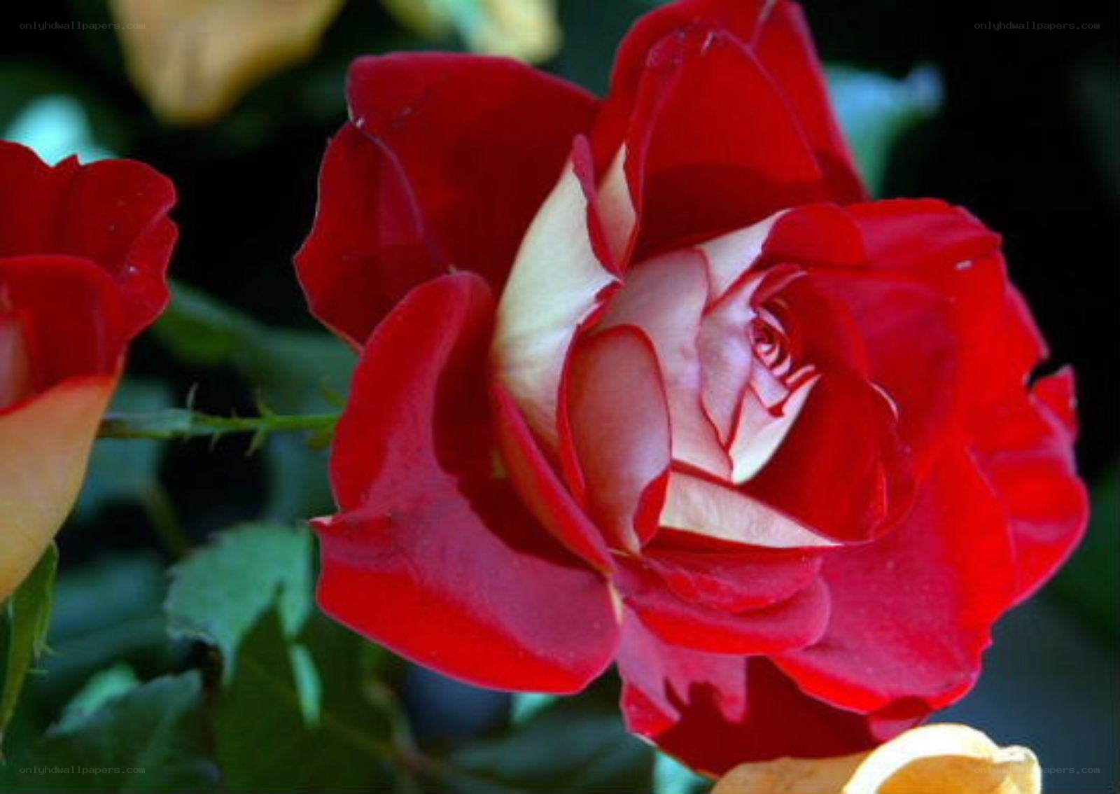 Red and white rose bloom