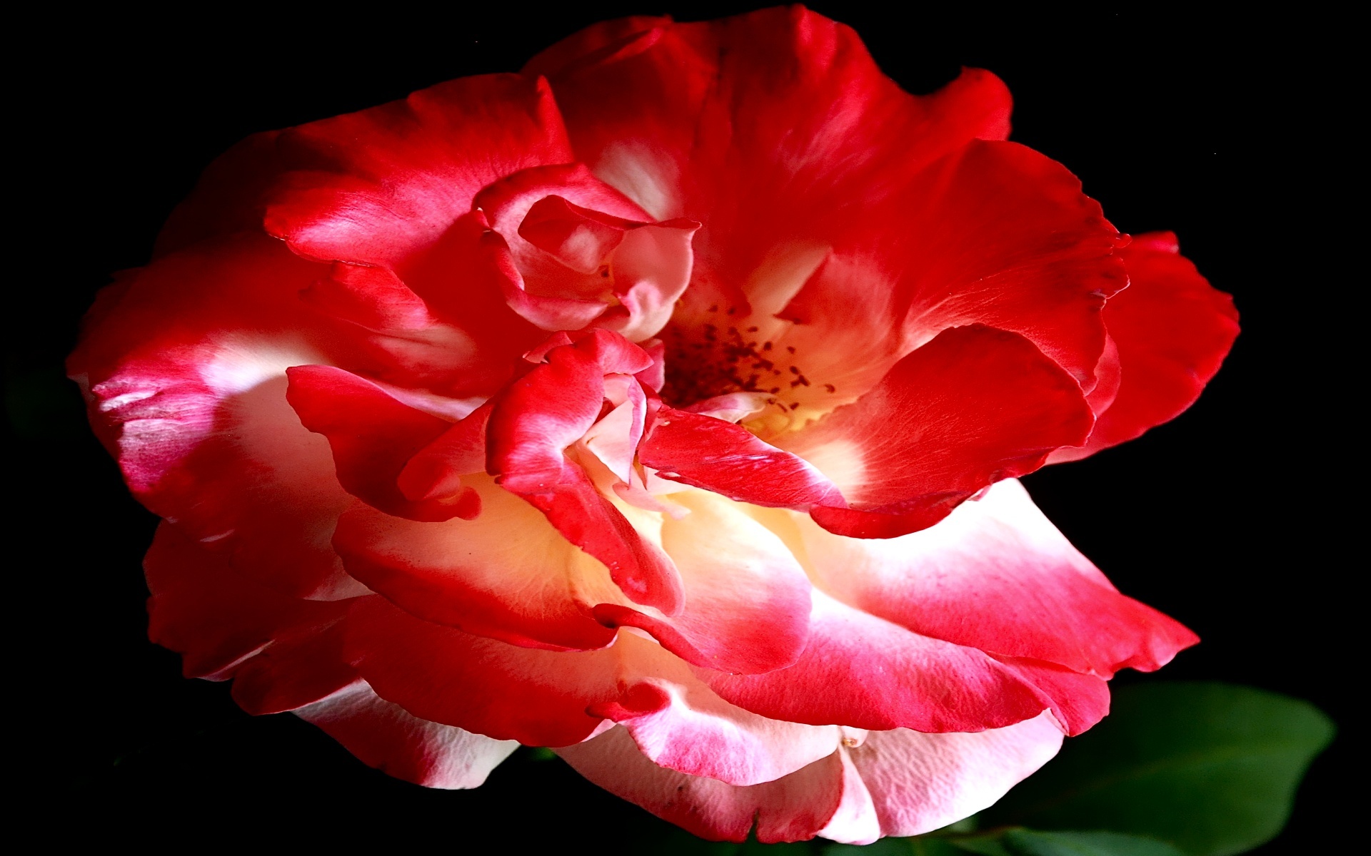 Red and white rose bloom