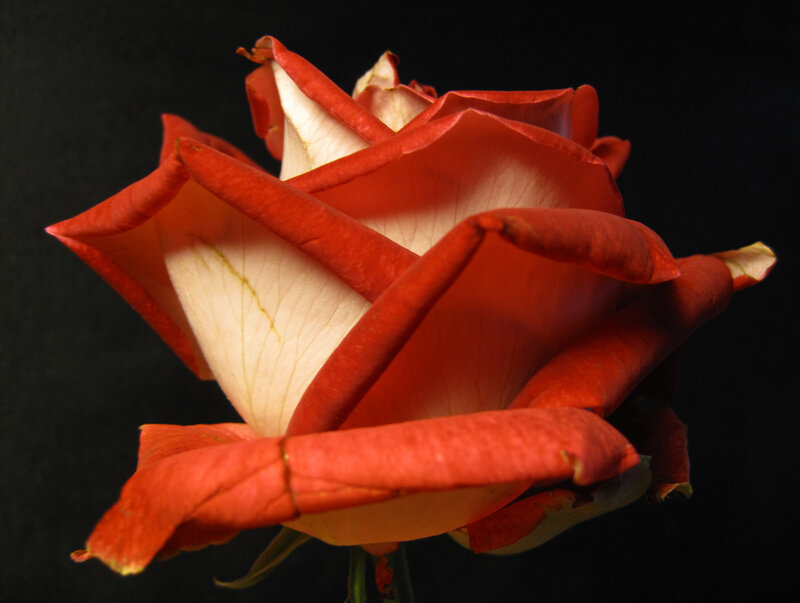 Red and white rose bloom