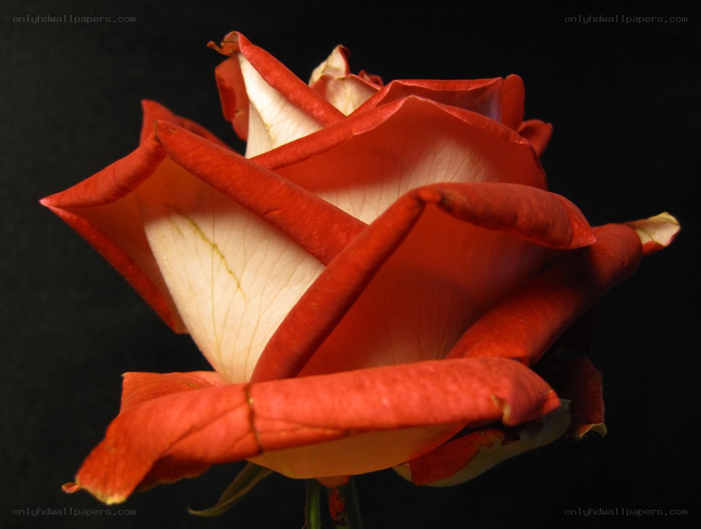 Red and white rose bloom