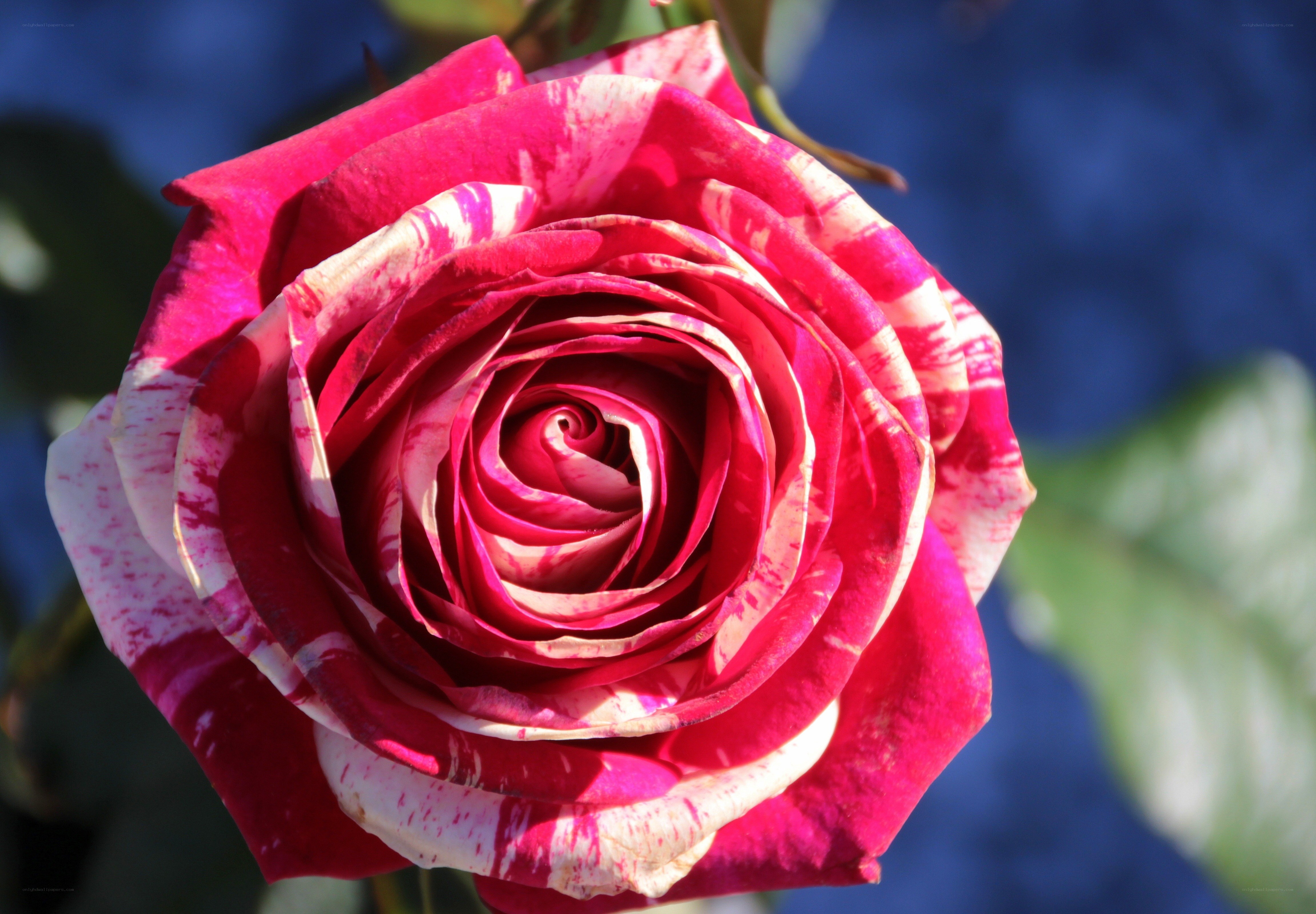 red and white rose bloom
