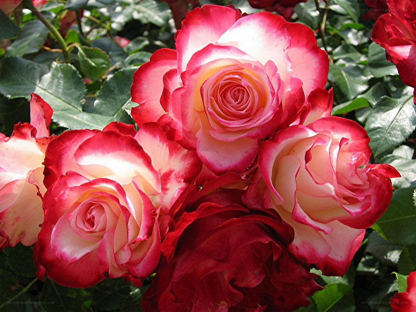 Red and white rose blossoms