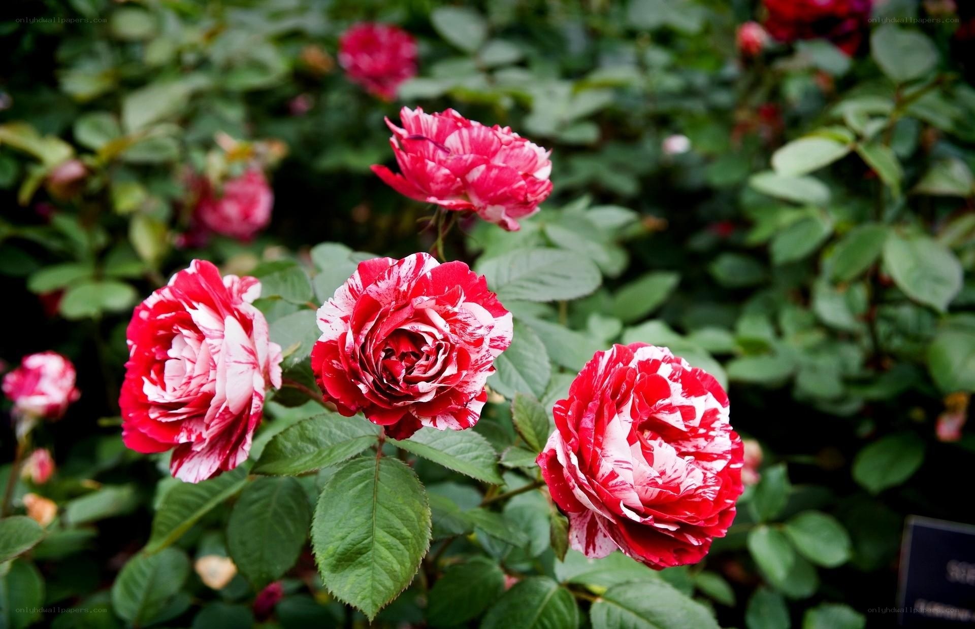 Red and white rose blossoms