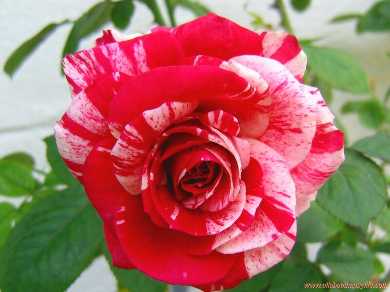 Red and White Rose — Calm, Afternoon, Photograph, Green Leaves