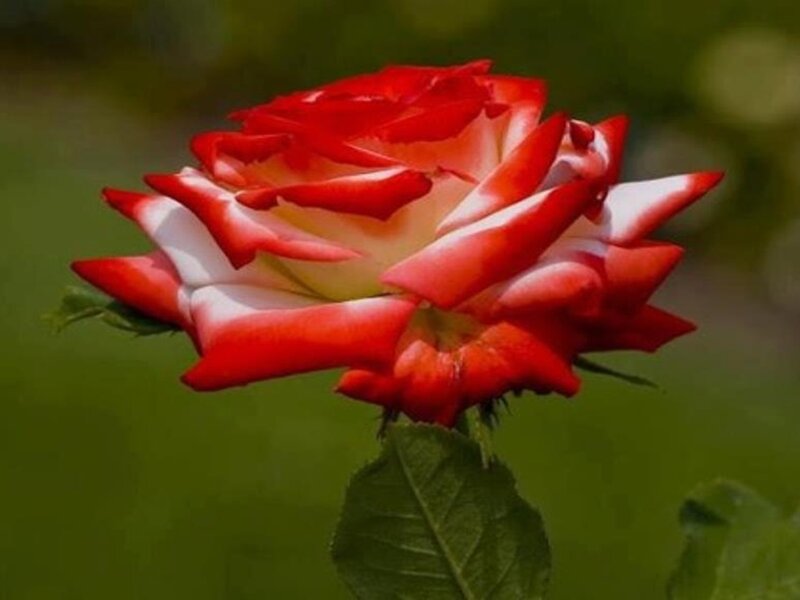 Red and White Rose — Calm, Afternoon, Photograph, Leaf
