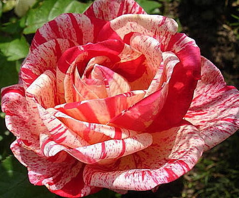 Red and White Rose — Calm, Afternoon, Photograph, Petals, Leaves