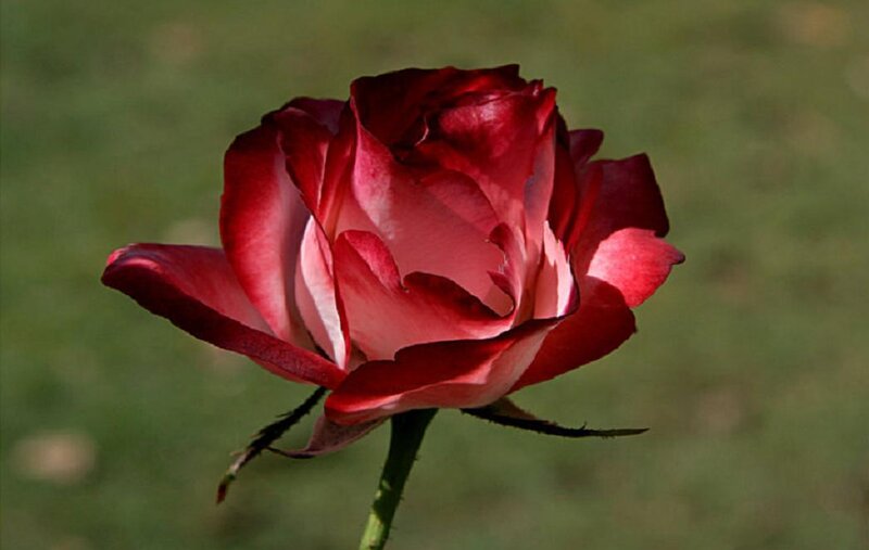 Red and White Rose — Calm, Afternoon, Photograph, Stem