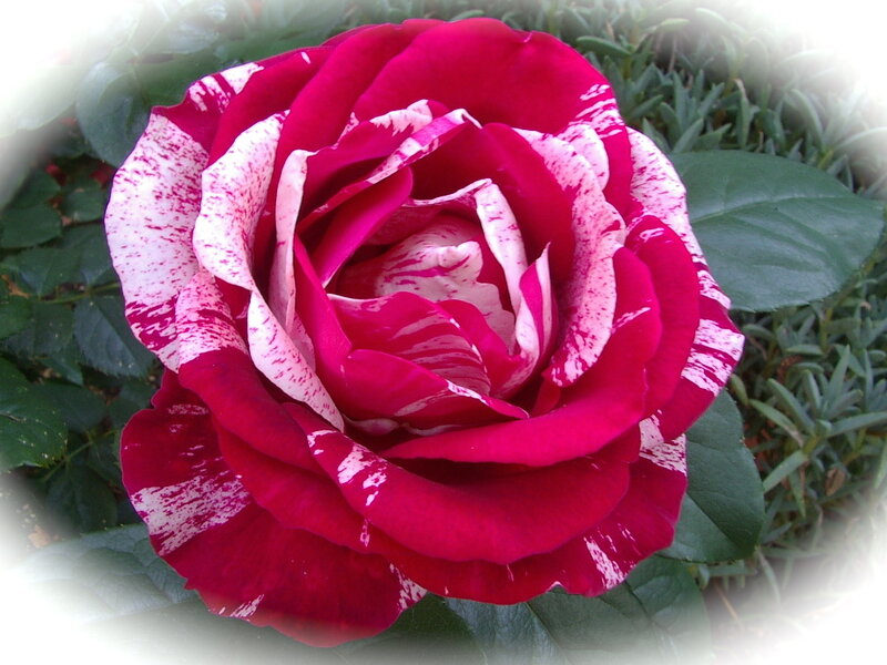 Red and White Rose — Calm, Afternoon, Photograph