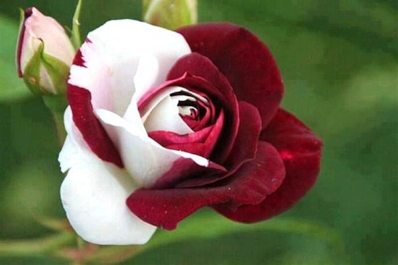 Red and White Rose — Calm, Photograph, Bud, Green Leaves
