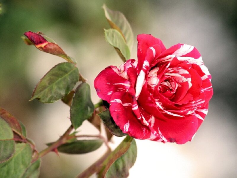 Red and White Rose — Calm, Photograph, Bud, Leaves