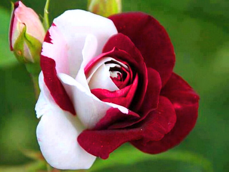 Red and White Rose — Calm, Photograph, Bud