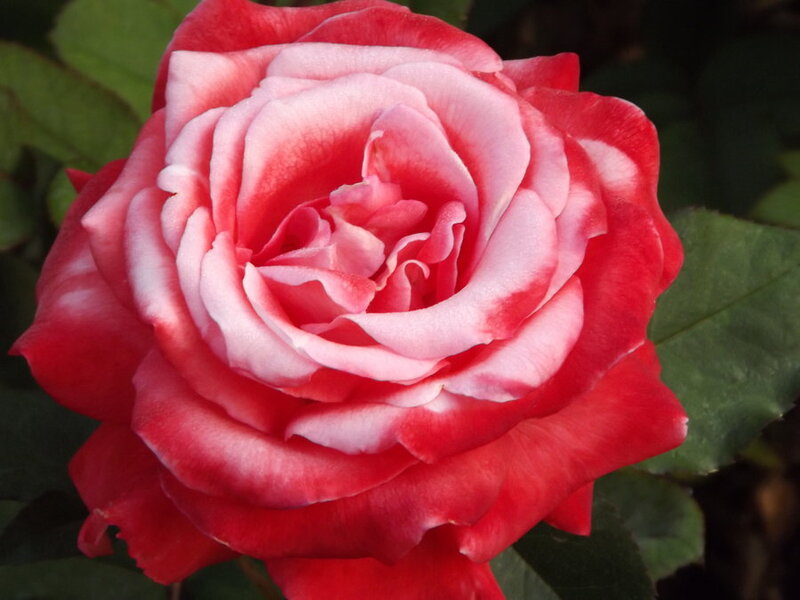 Red and White Rose — Calm, Photograph, Flower, Leaf