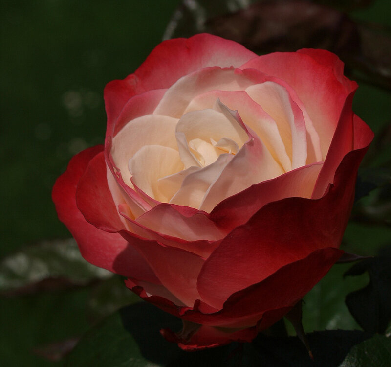 Red and White Rose — Calm, Photograph, Flower