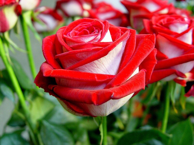 Red and White Rose — Calm, Photograph, Flowers