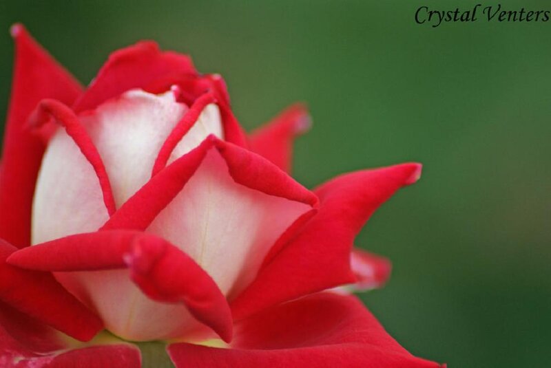 Red and White Rose — Calm, Photograph, Green Background