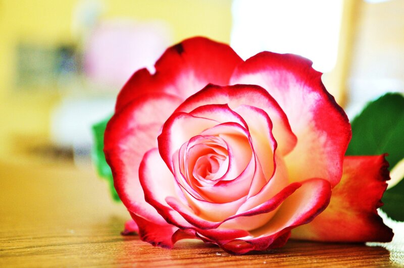 Red and White Rose — Calm, Photograph, Green Leaf