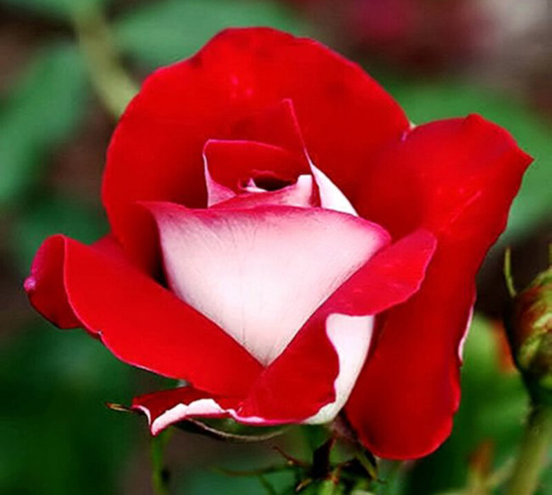Red and White Rose — Calm, Photograph, Green Leaves, Bud