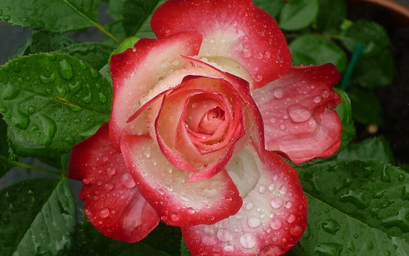 Red and White Rose — Calm, Photograph, Leaves