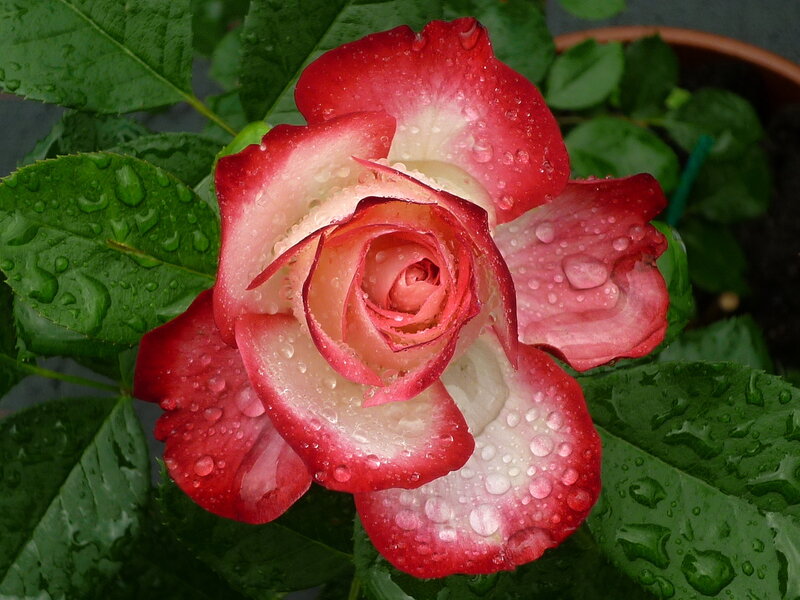 Red and White Rose — Calm, Photograph, Leaves, Water Droplets