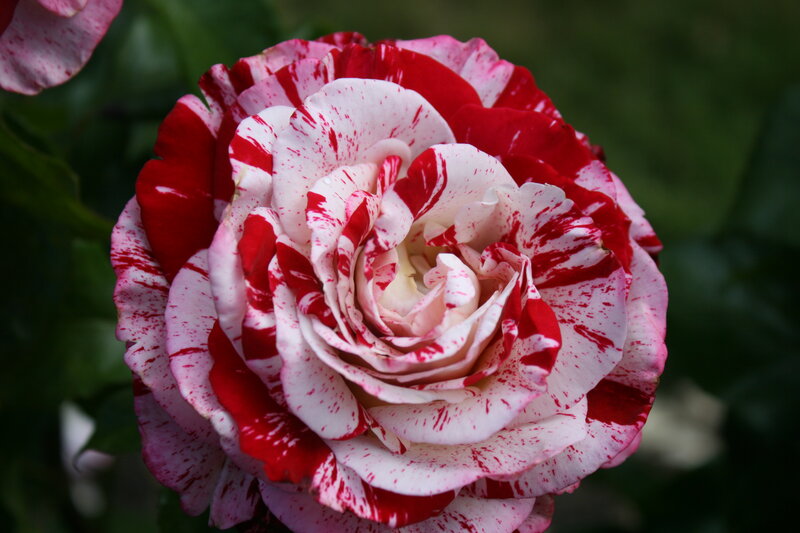 Red and White Rose — Calm, Photograph, Petals, Green Leaves