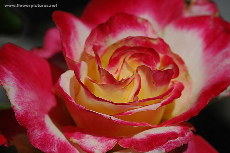Red and White Rose — Calm, Photograph, Petals