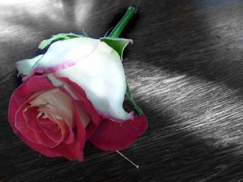 Red and White Rose — Calm, Photograph, Stem, Leaves