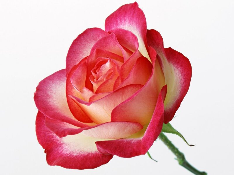 Red and White Rose — Calm, Photograph, Stem