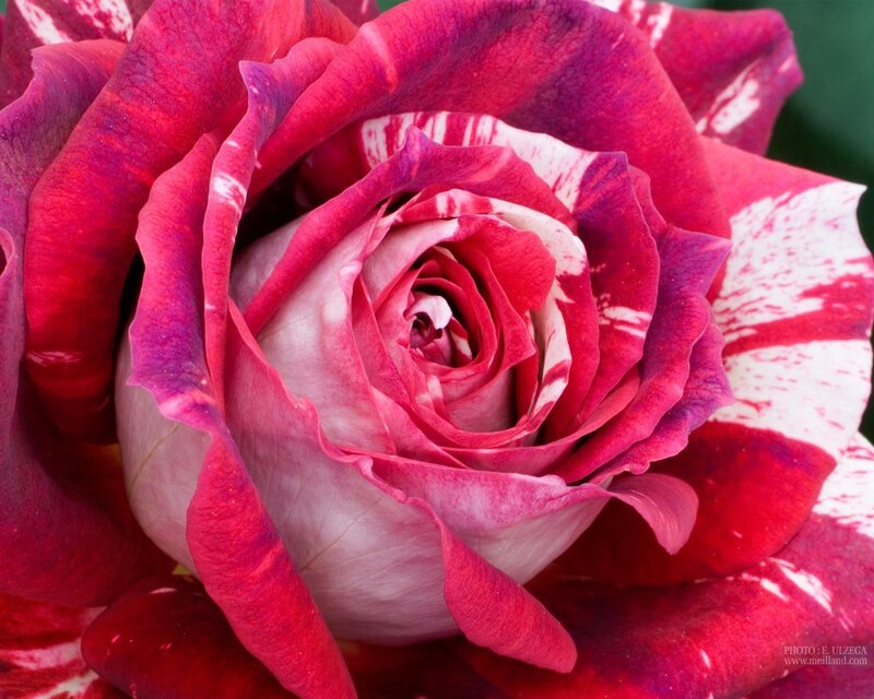 Red and White Rose — Calm, Photograph