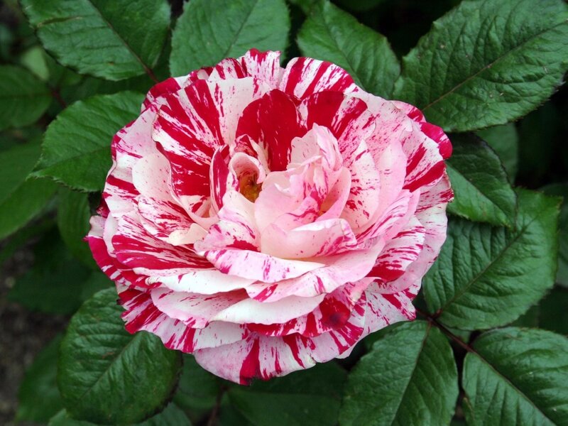 Red and White Rose — Calm, Summer