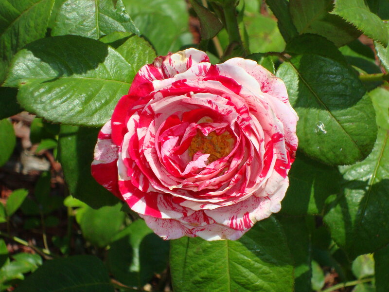 Red and White Rose — Calm