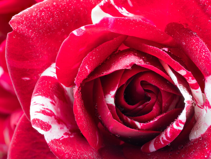 Red and White Rose — Detailed
