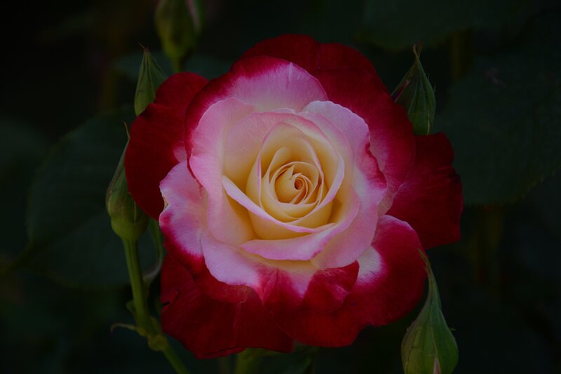 Red and White Rose — Dramatic, Photograph, Buds