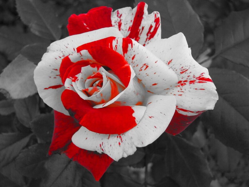 Red and White Rose — Dramatic, Photograph, Flower, Leaves