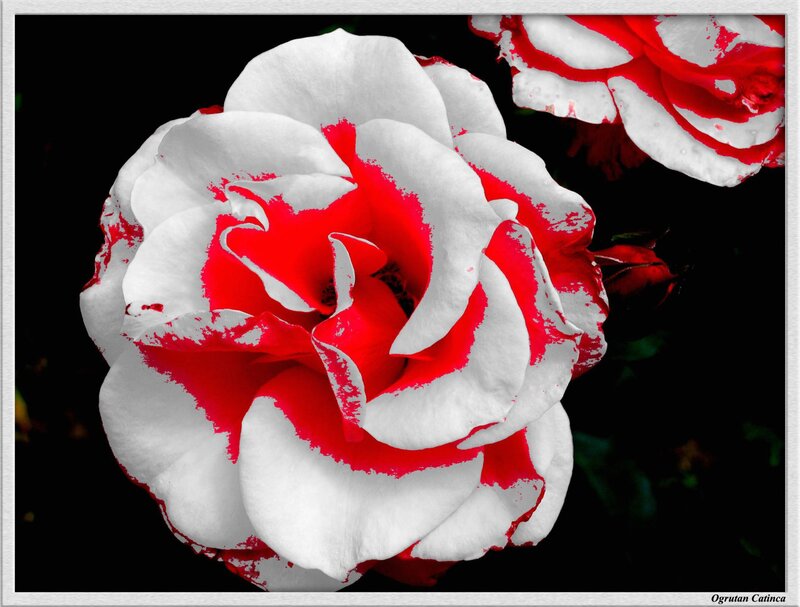 Red and White Rose — Dramatic, Photograph, Flower, Petals